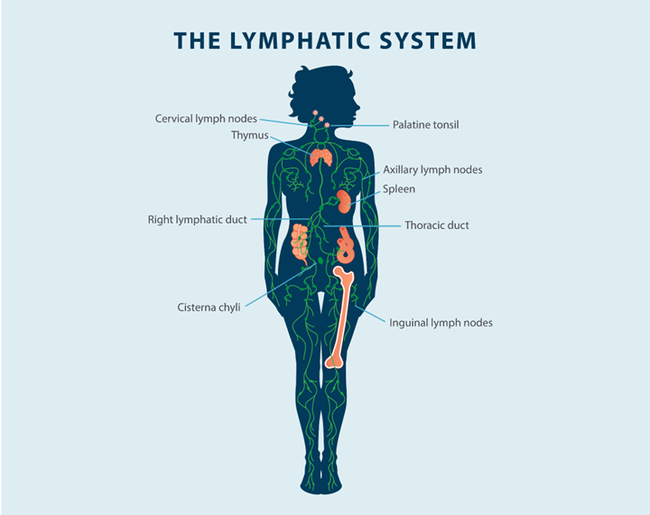 image of the lymphatic system showing the tonsils, cervical lymph nodes, thymus, axillary lymph nodes, spleen, inguinal lymph nodes, lymphatic vessels